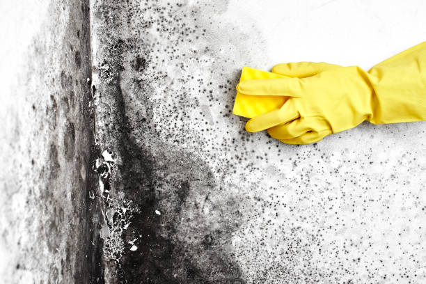 Certified Mold Removal in Lillian, AL