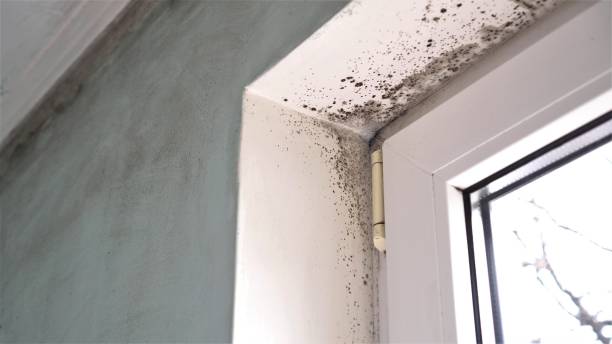 Best Local Mold Removal Service  in Lillian, AL