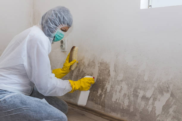 Best Commercial Mold Removal  in Lillian, AL