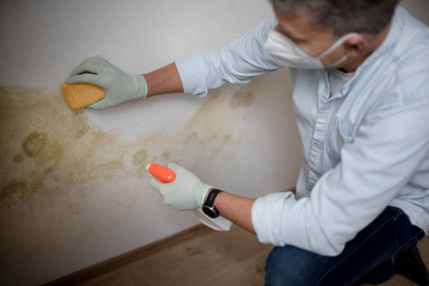 Mold Testing and Removal in Lillian, AL