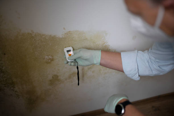 Best Office Mold Removal Services  in Lillian, AL