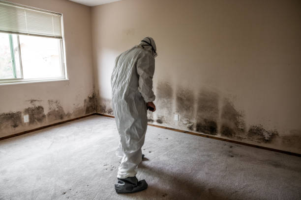 Best Emergency Mold Removal  in Lillian, AL