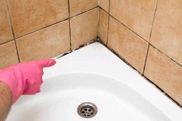 Best Home Mold Removal  in Lillian, AL